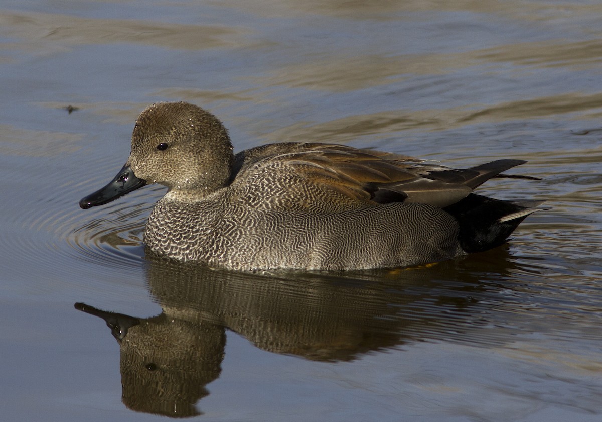 Gadwall - ML84239431