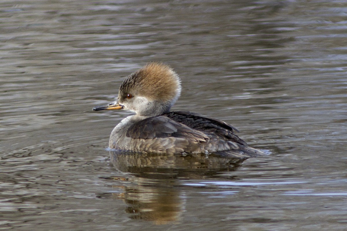 Hooded Merganser - ML84239471