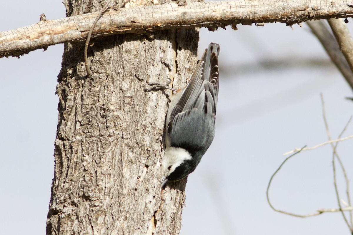 White-breasted Nuthatch (Interior West) - ML84240361
