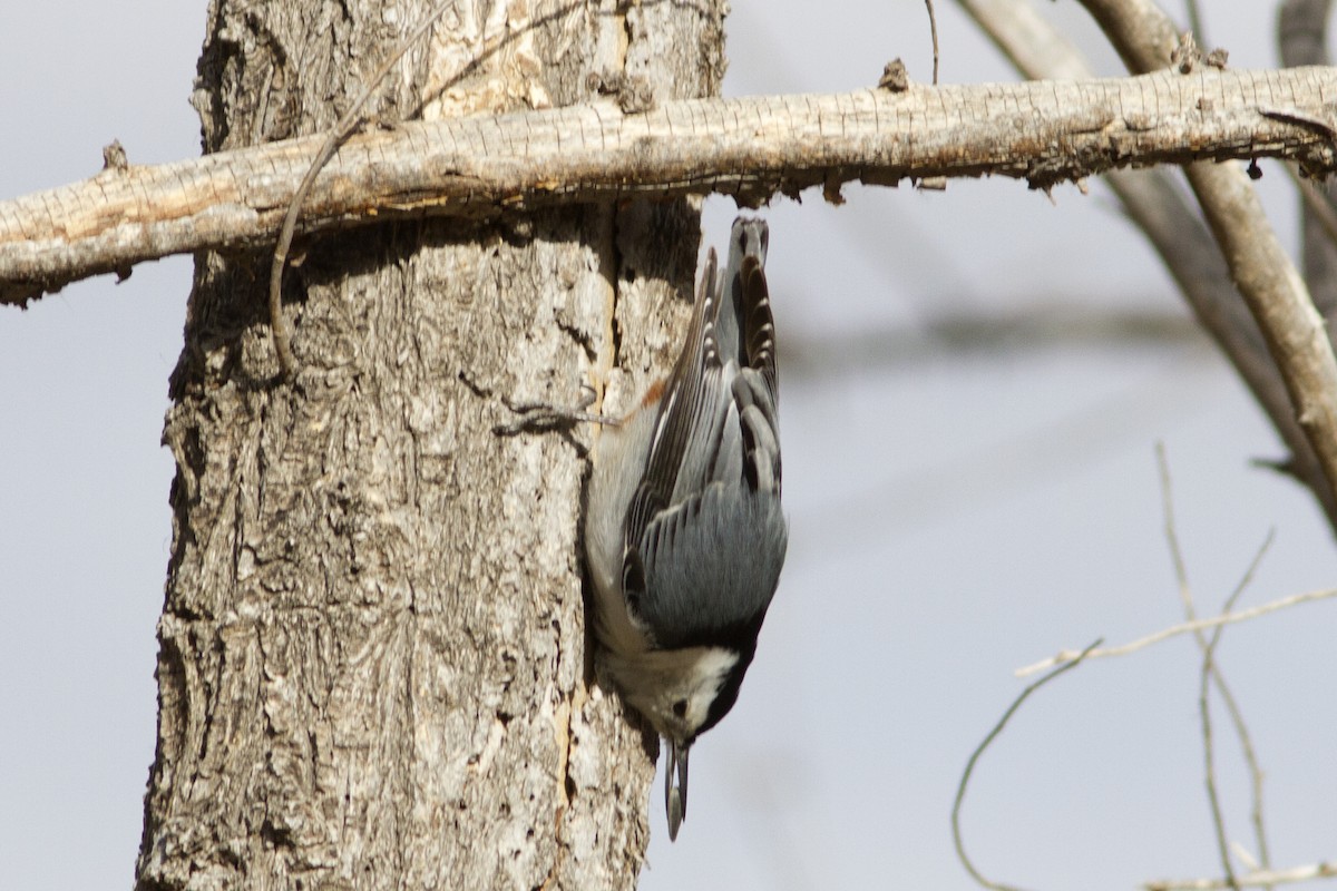 White-breasted Nuthatch (Interior West) - ML84240381