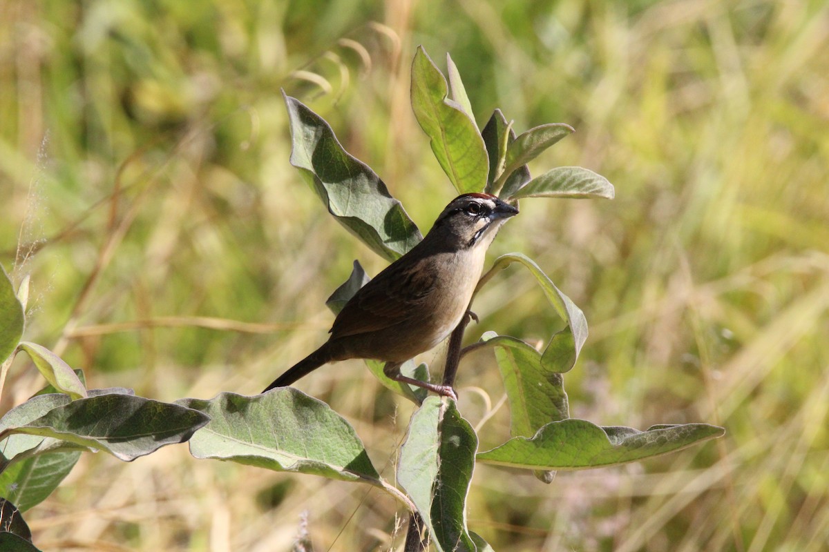 Rusty Sparrow - Ismael Mancilla