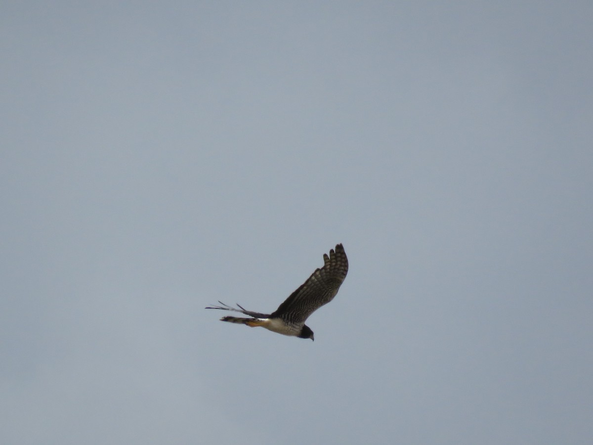 Long-winged Harrier - ML84244641