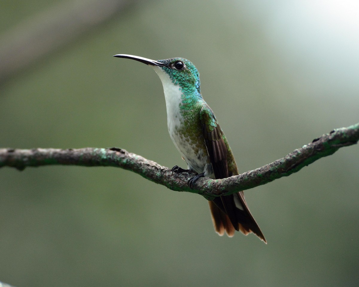 White-chested Emerald - Sharon Lynn