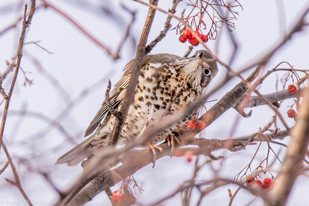 Mistle Thrush - Peter Gadd