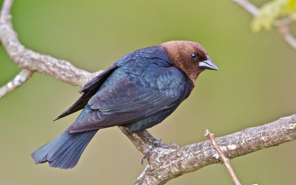 Brown-headed Cowbird - Jack & Holly Bartholmai