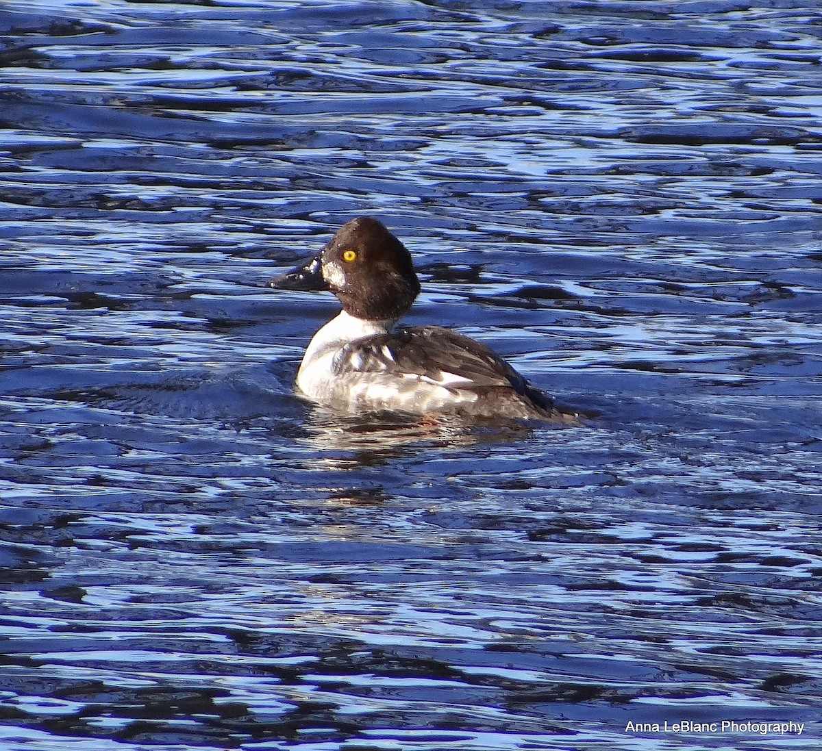 Common Goldeneye - ML84247691