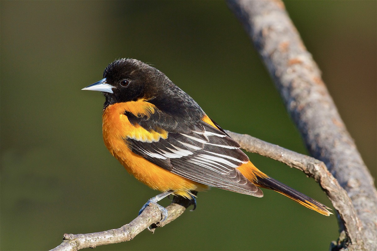 Baltimore Oriole - ML84248311