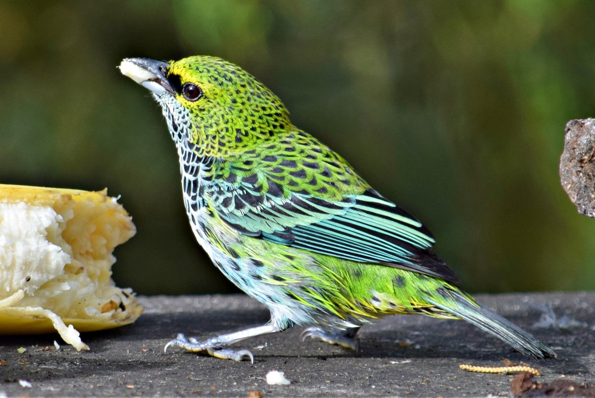 Speckled Tanager - Annette Teng