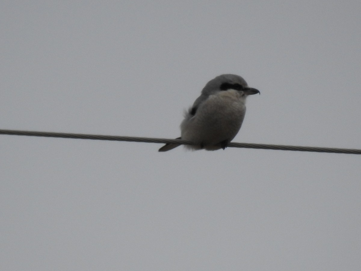 Northern Shrike - John Hanna