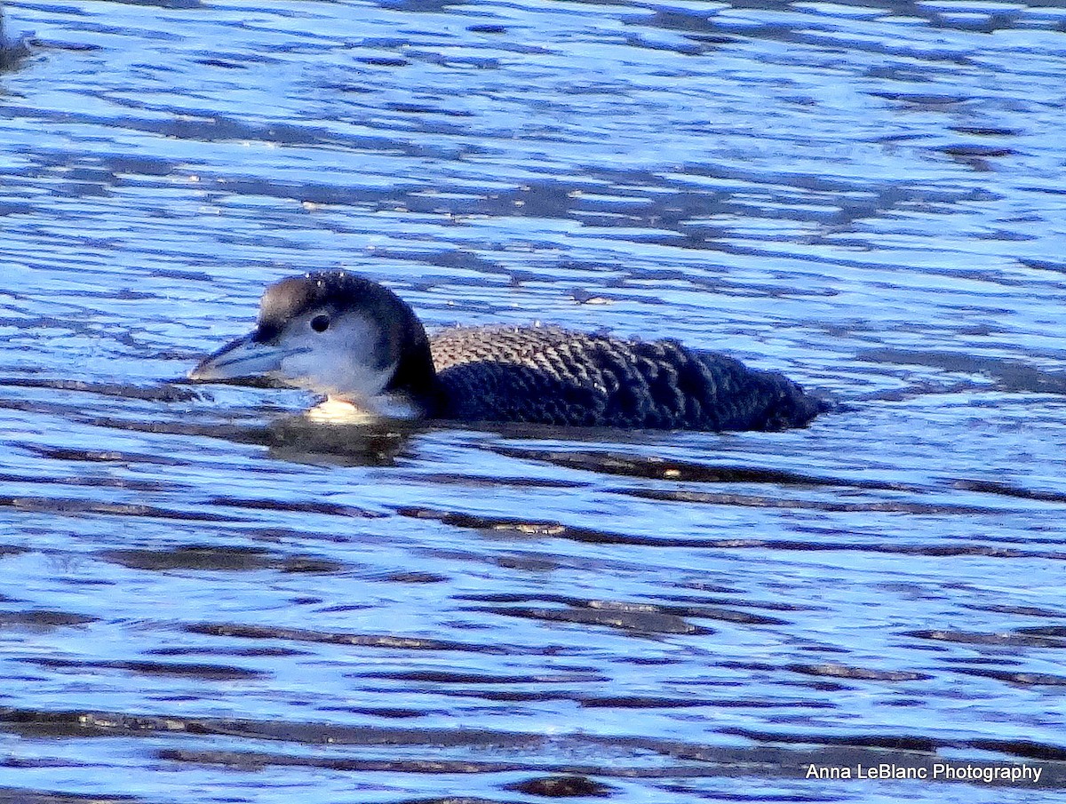 Common Loon - Anna LeBlanc