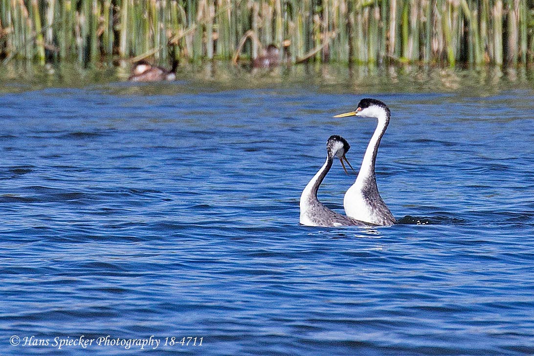 Western Grebe - Hans Spiecker