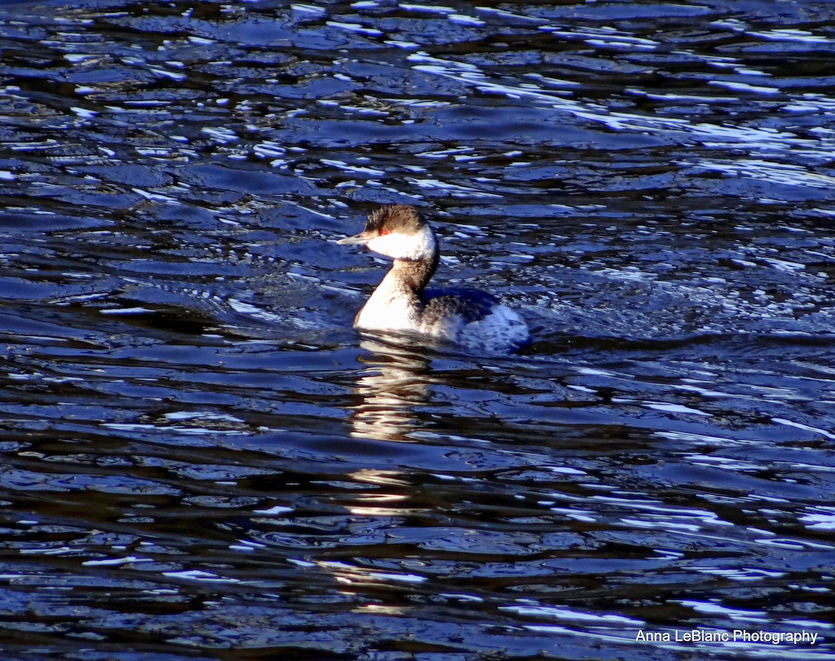 Horned Grebe - ML84249661