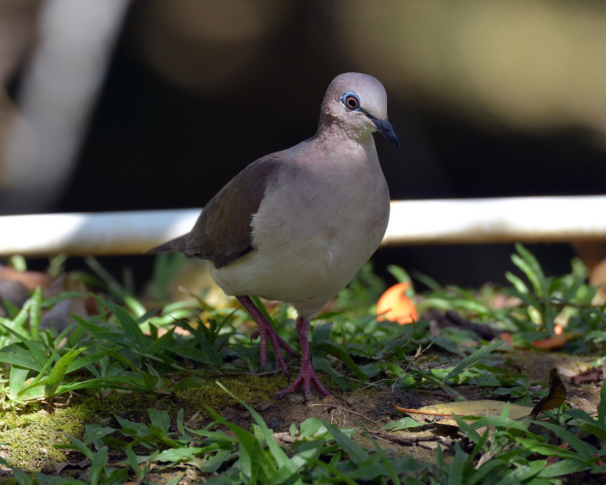 White-tipped Dove (White-tipped) - ML84249841