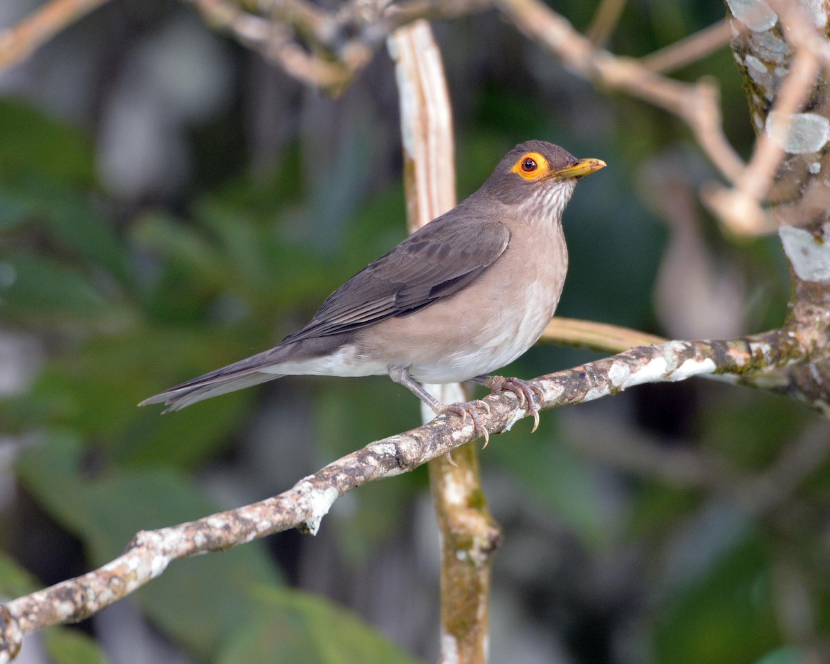 Spectacled Thrush - ML84250171