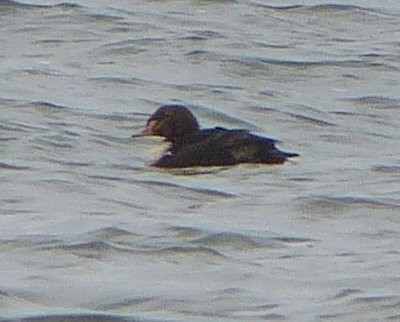 King Eider - ML84250231