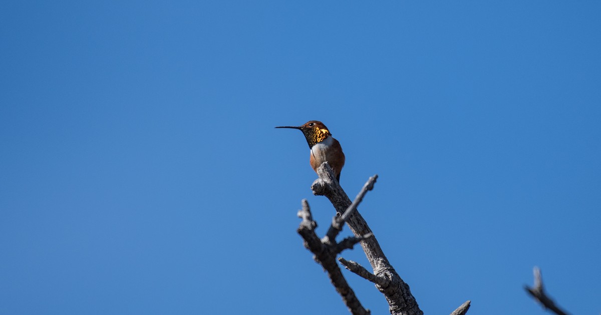 Allen's Hummingbird - ML84250701