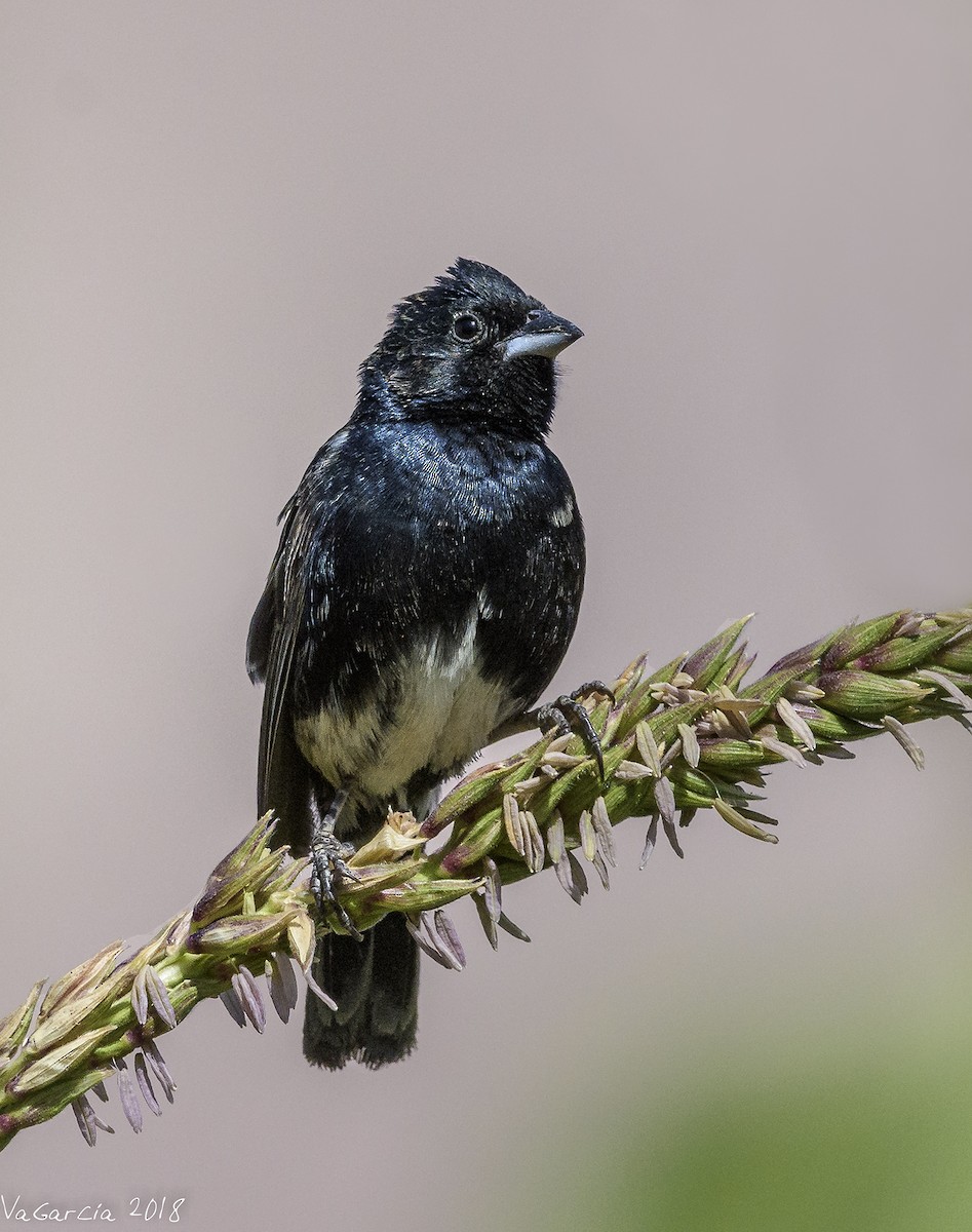 Blue-black Grassquit - ML84250791