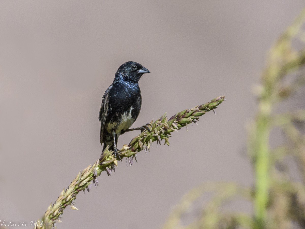 Blue-black Grassquit - VERONICA ARAYA GARCIA