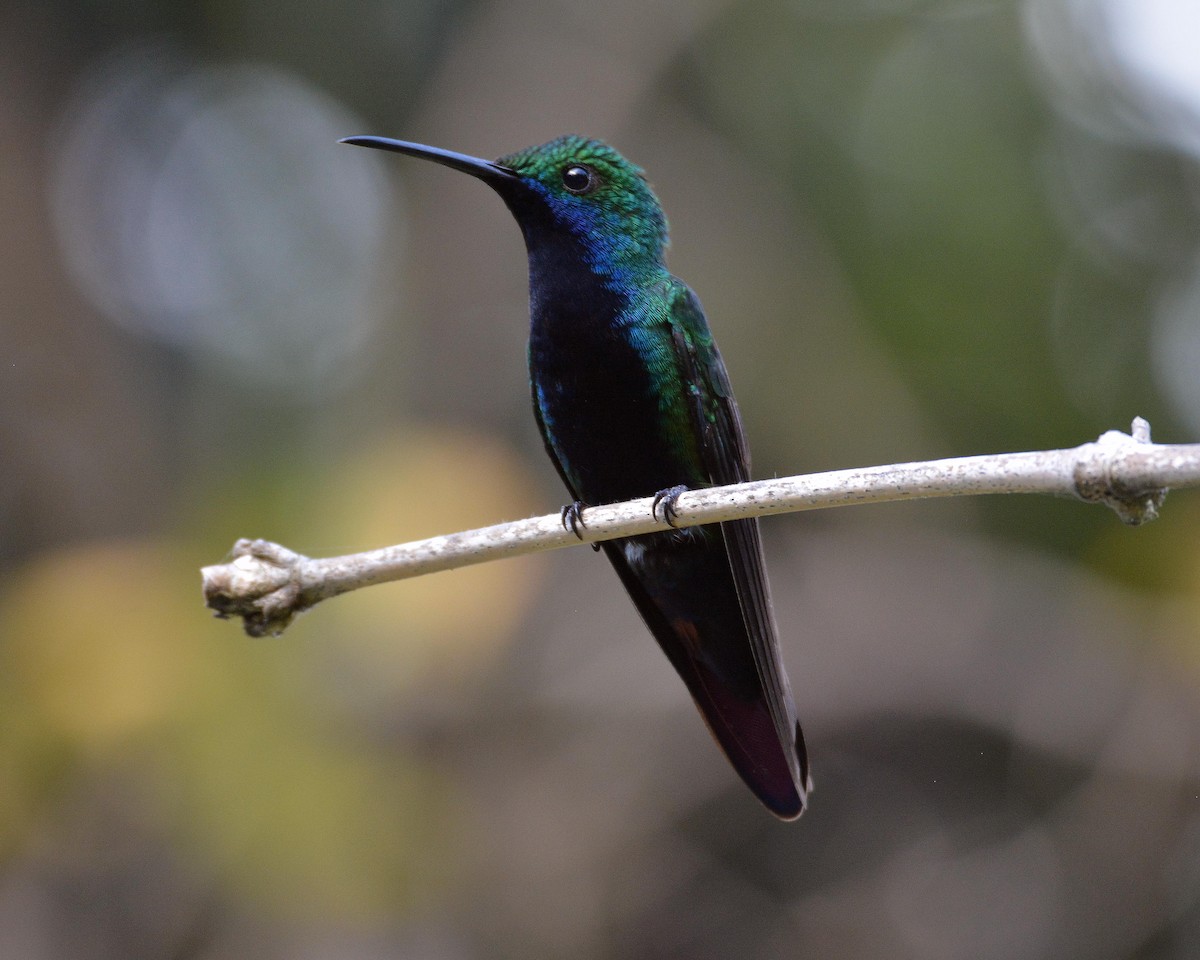 Black-throated Mango - Sharon Lynn