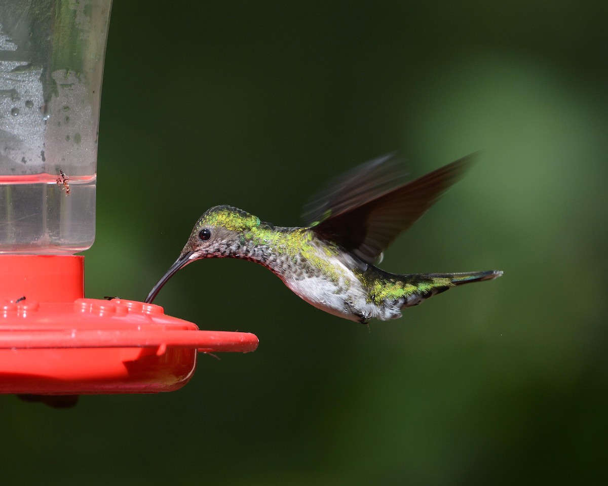 kolibřík tropický - ML84250971