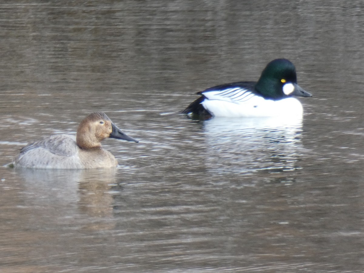 Canvasback - ML84254831
