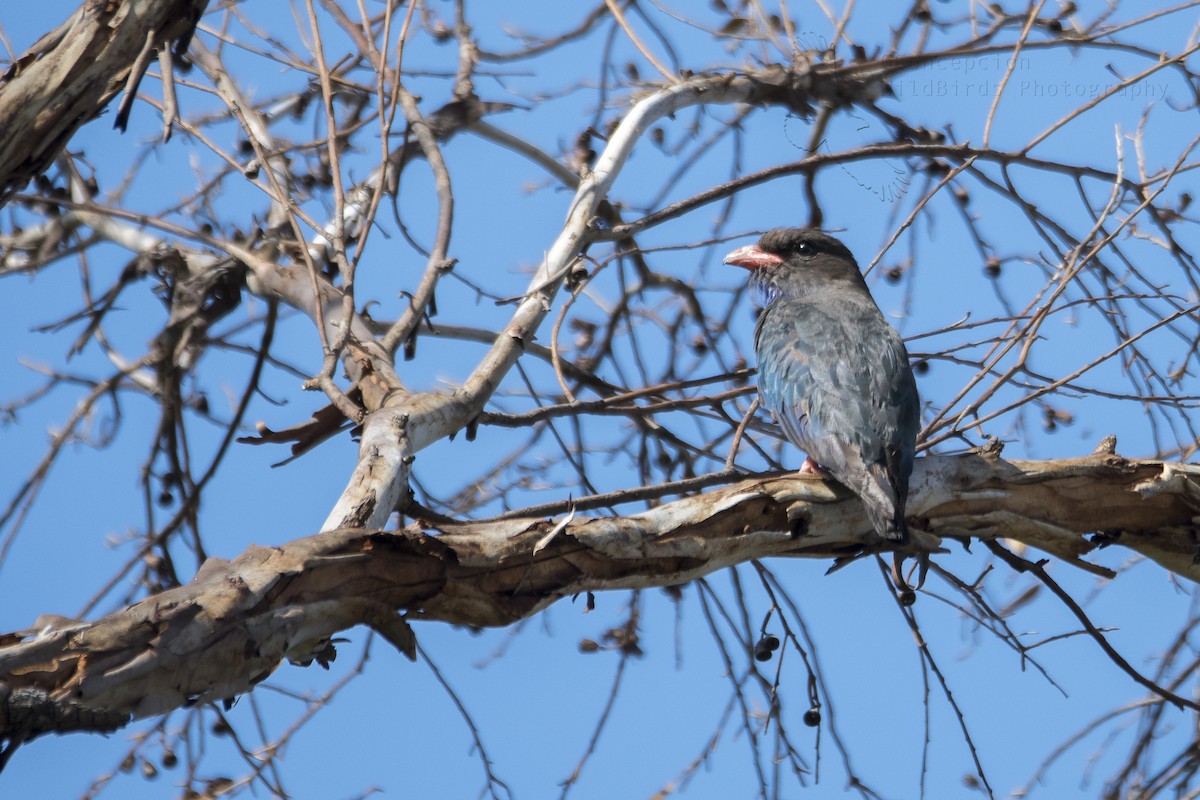 Dollarbird - ML84256331