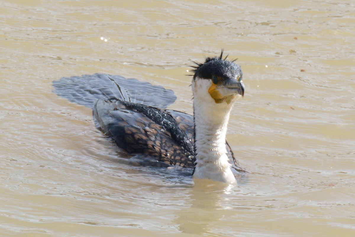 Great Cormorant (White-breasted) - ML84258021