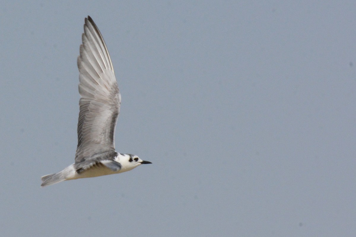 White-winged Tern - ML84258081
