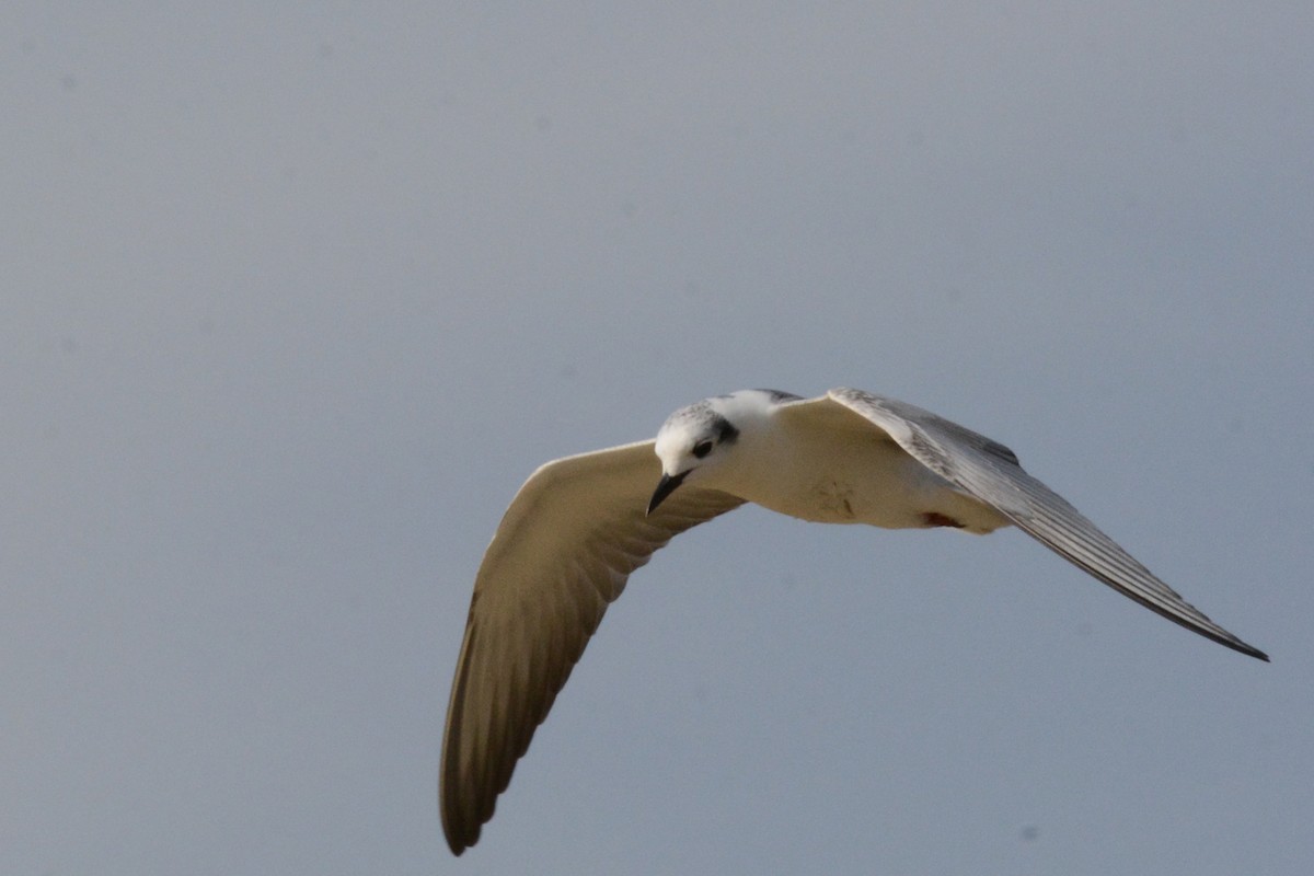 Whiskered Tern - ML84258201