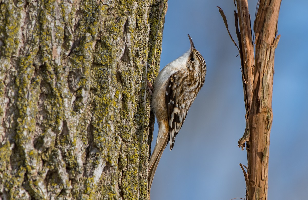 Brown Creeper - ML84259261