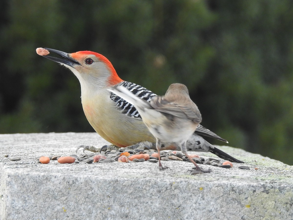 Red-bellied Woodpecker - ML84259441