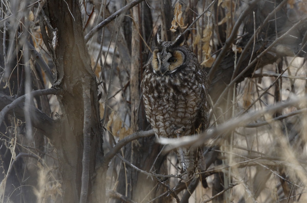 Long-eared Owl - Timo Mitzen