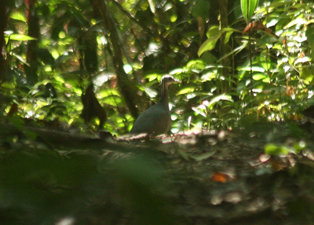 Gray Tinamou - ML84263671