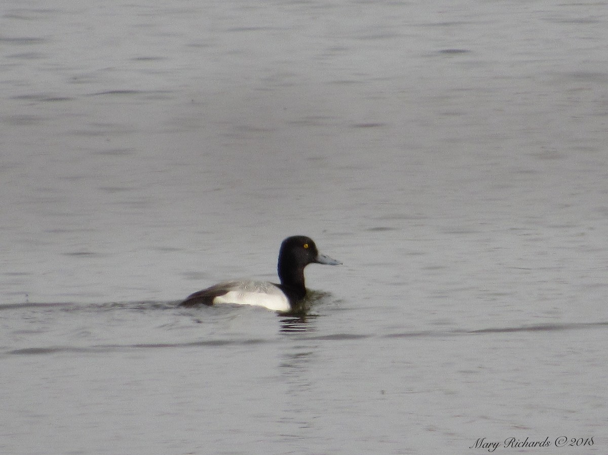 Lesser Scaup - ML84264581