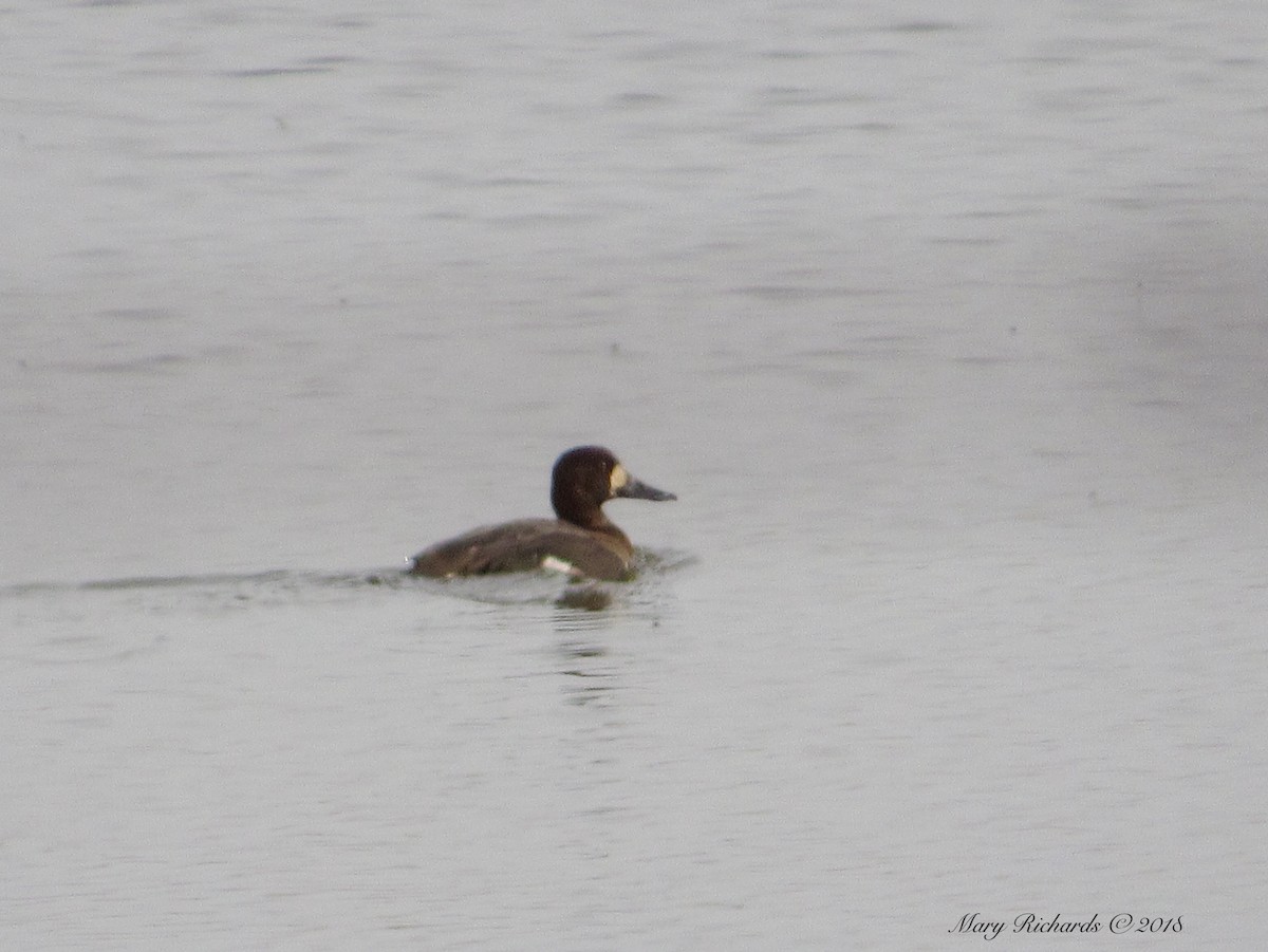 Lesser Scaup - ML84264611