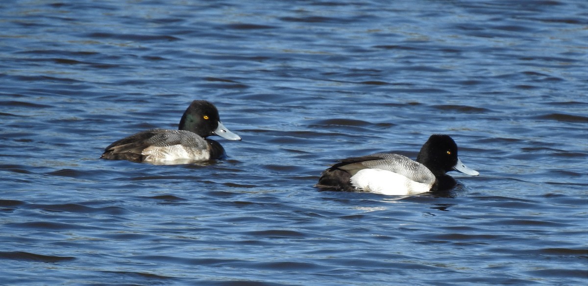 Lesser Scaup - David True