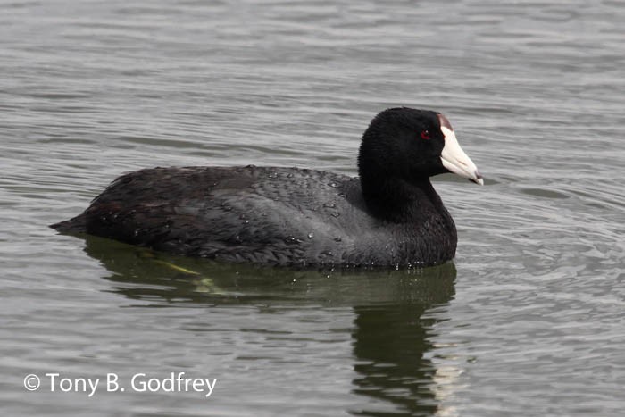 American Coot - Tony Godfrey