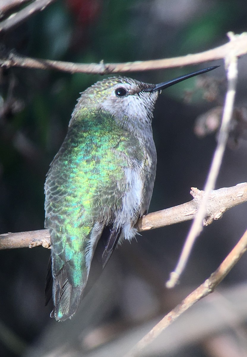 Anna's Hummingbird - Shelia Hargis