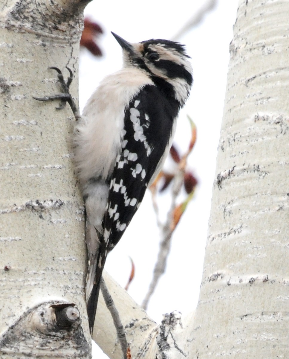 Downy Woodpecker (Eastern) - ML84266351