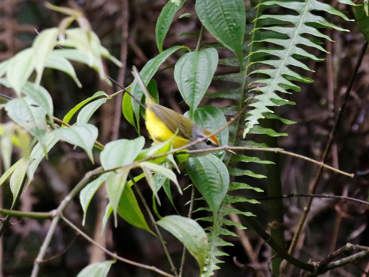 Mountain Tailorbird - ML84267081