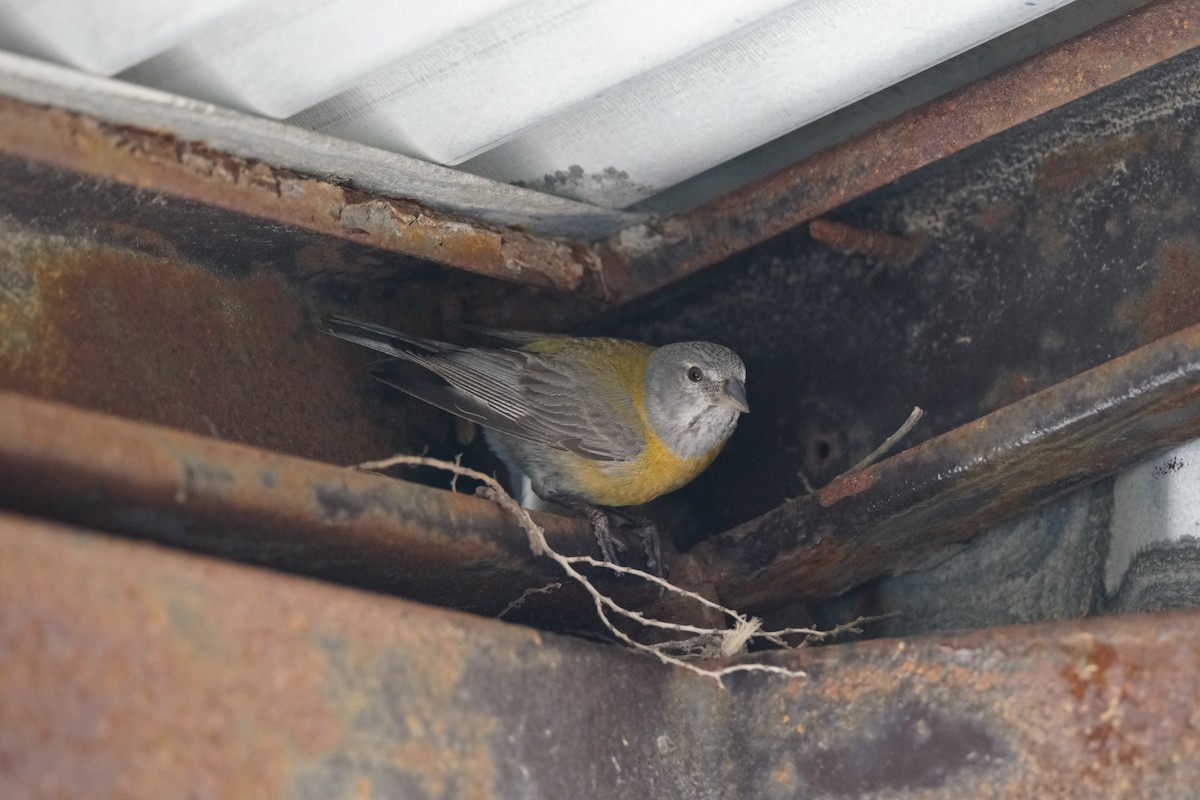 Gray-hooded Sierra Finch - ML84270061