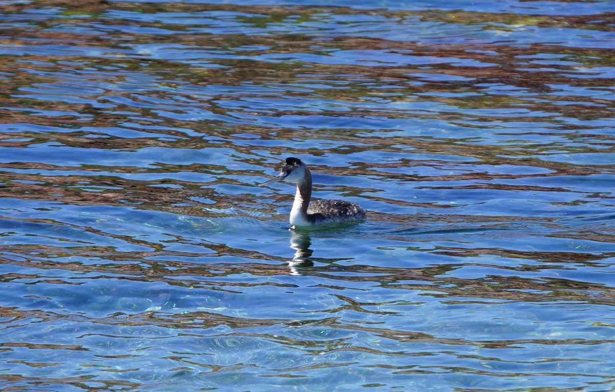 Great Grebe - ML84270221