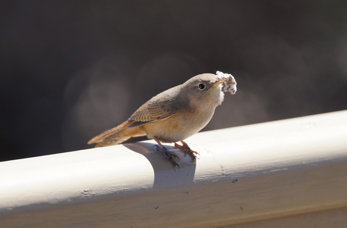 House Wren - ML84270791