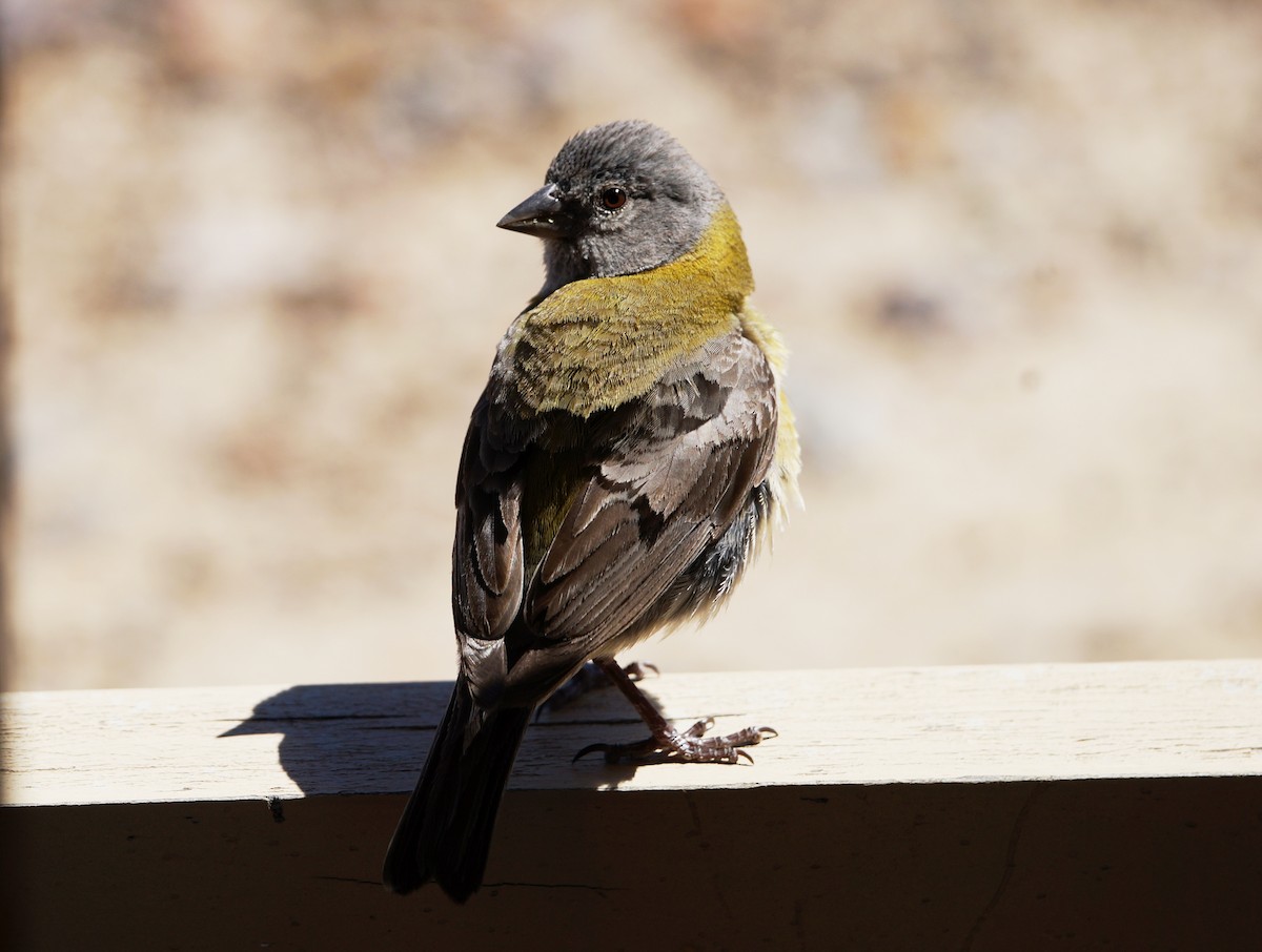 Gray-hooded Sierra Finch - ML84271201