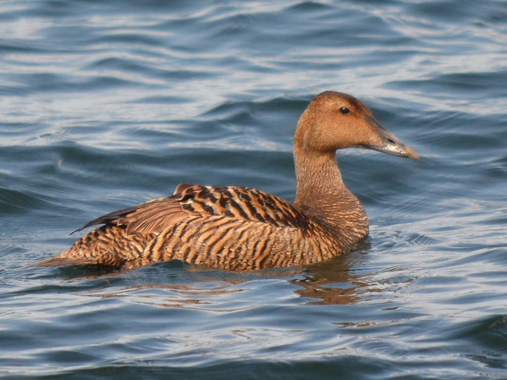 Common Eider - Andrew Rapp