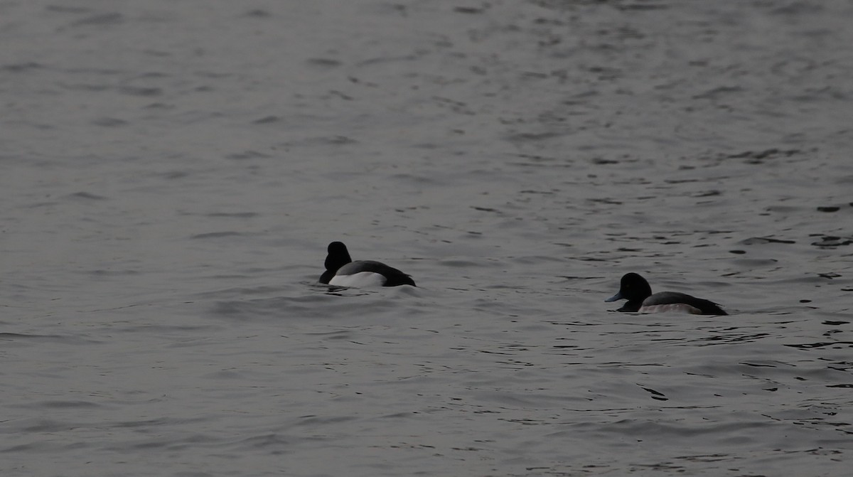 Greater Scaup - ML84271961