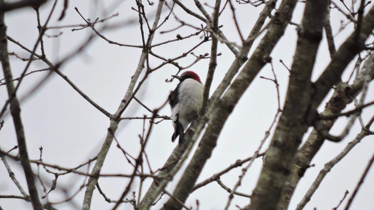Pic à tête rouge - ML84272221