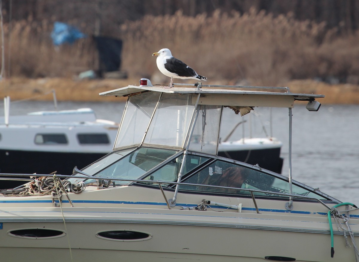 Great Black-backed Gull - ML84272291