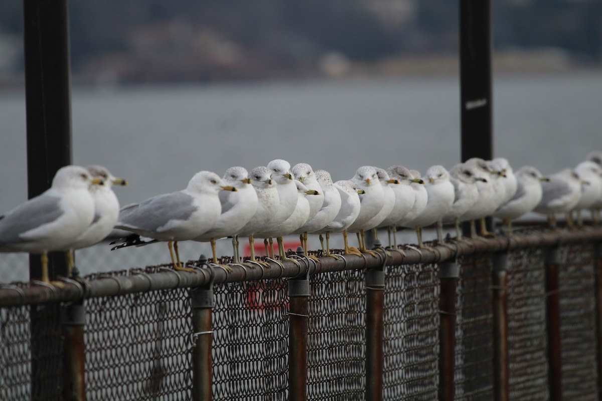 Ring-billed Gull - ML84272351