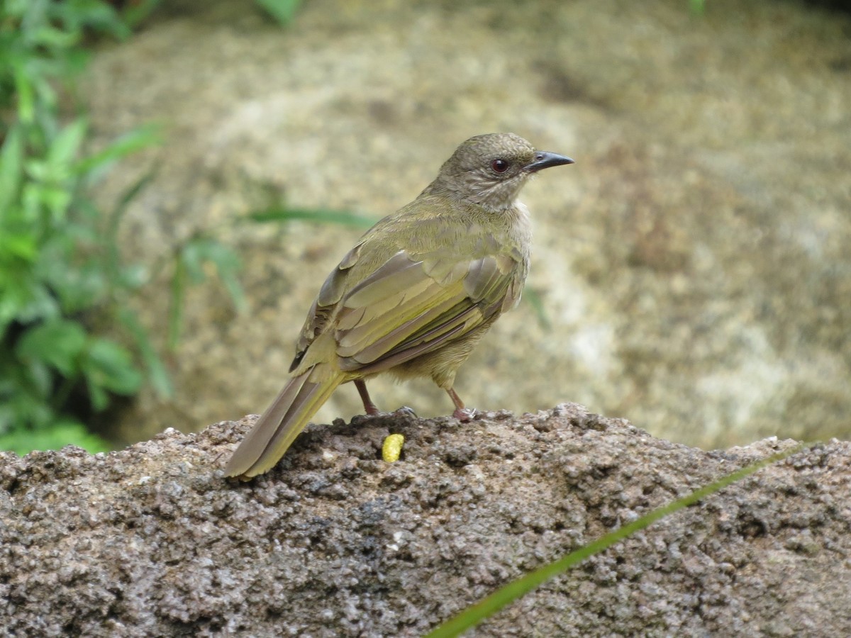 Olive-winged Bulbul - Sze On Ng (Aaron)